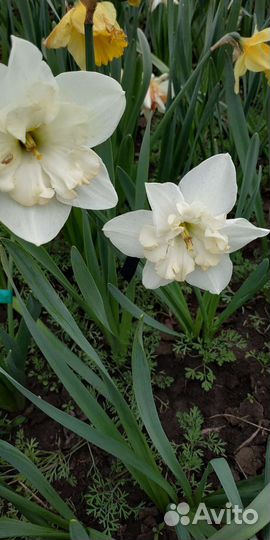 Луковицы нарциссов.Ченджинг