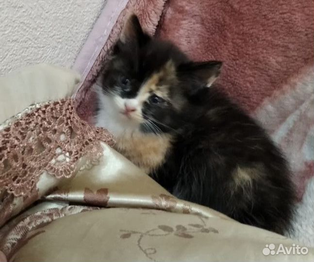 Кошка в дар бесплатно