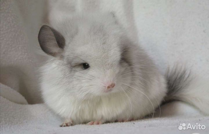 Шиншиллы ангоры мальчики и девочки