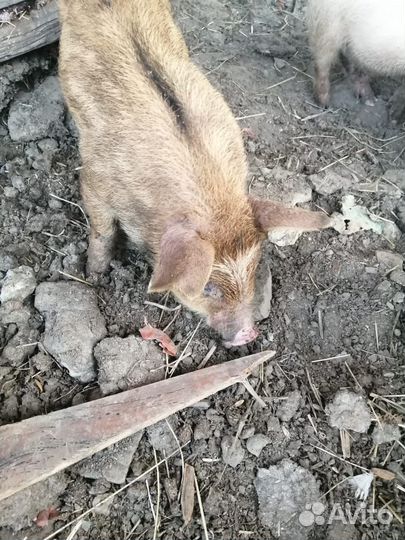 Ландрас и Дюрок