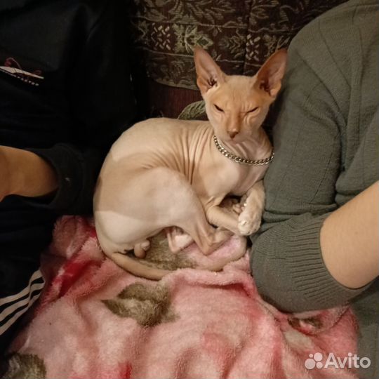 Донской сфинкс