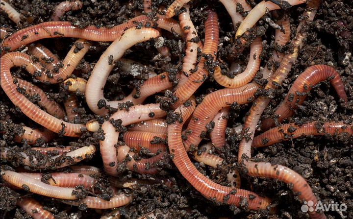 Черви для рыбалки