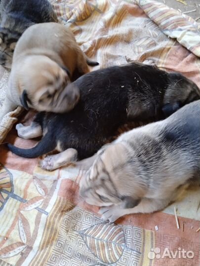 Щенки русской гончей