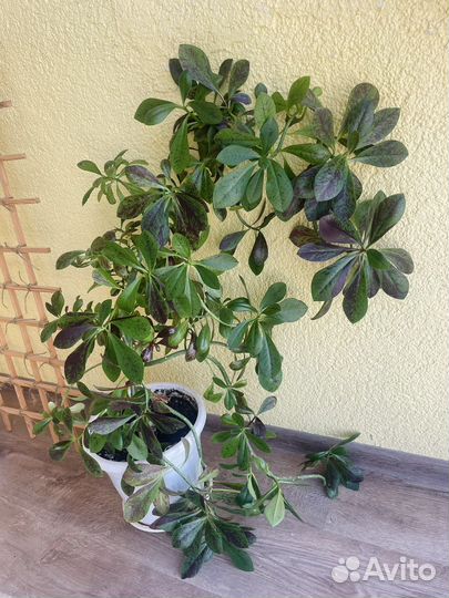 Синадениум