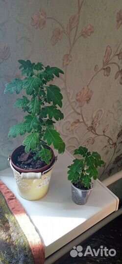 Комнатная мята, плектрантус