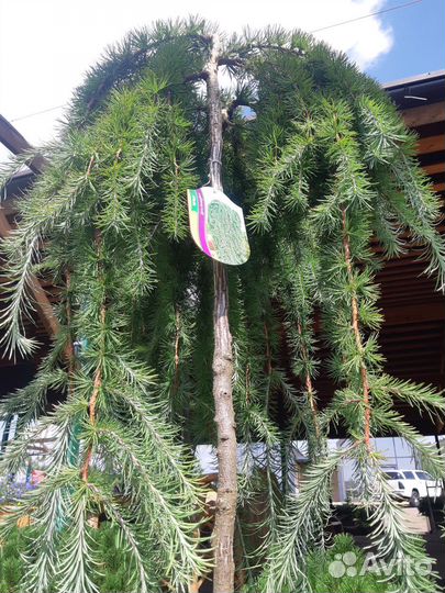 Лиственница - Пендула/ Larissa decidua Pendula