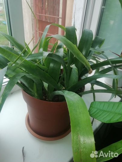 Бильберия винди