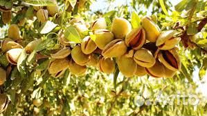 Саженцы миндаль 2-г, миндаль орех, миндаль дерево