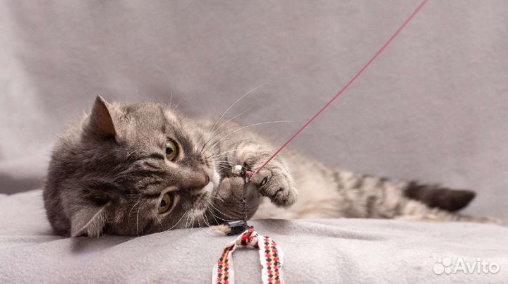 Зайка ищет дом