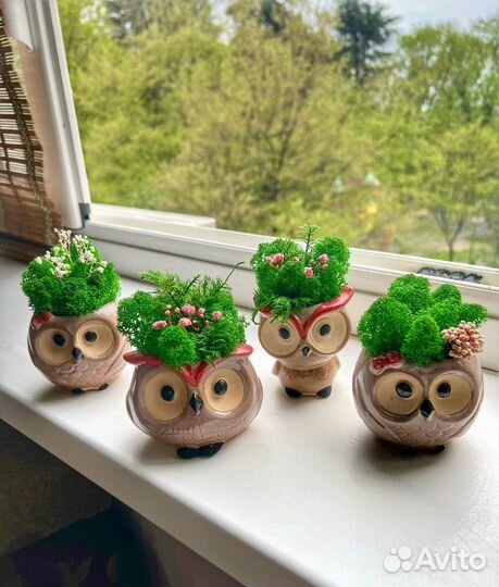 Кашпо со стабилизированным мхом