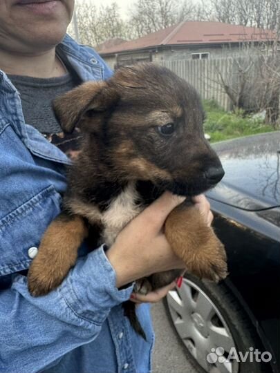 Щенок мальчик