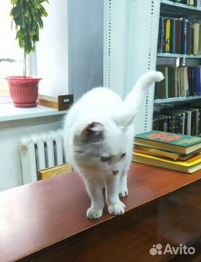 Котик ищет дом