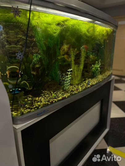 Аквариум 300 литров