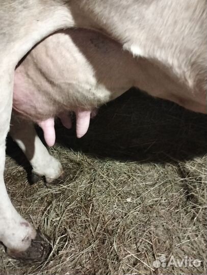 Корова высокоудойная