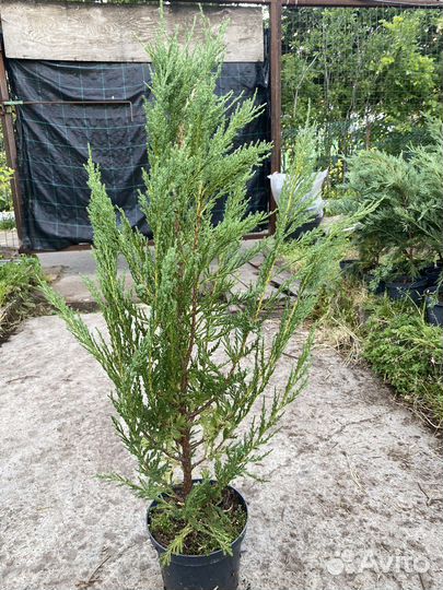 Можжевельник блю эрроу