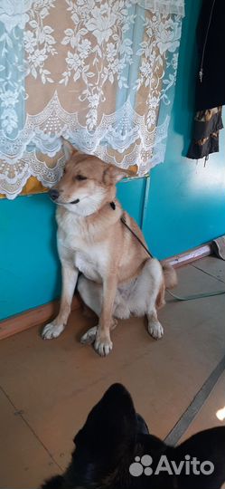 Собака в добрые руки отдам бесплатно