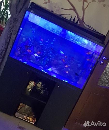 Аквариум