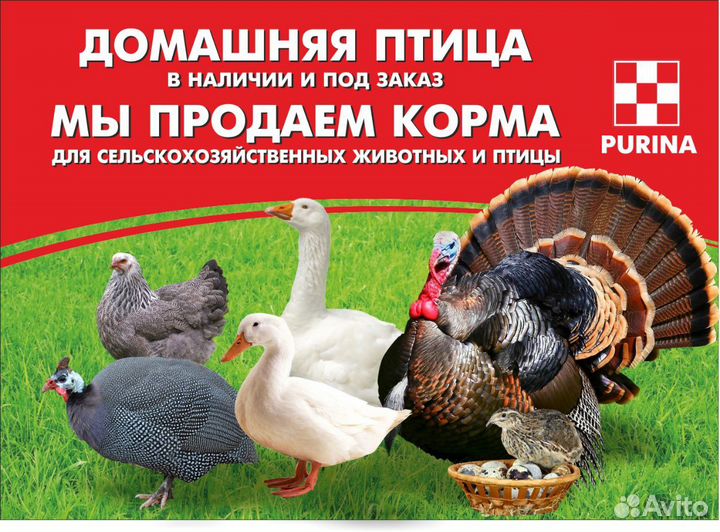 Мулард, гусята,утята,бройлеры,индюшка