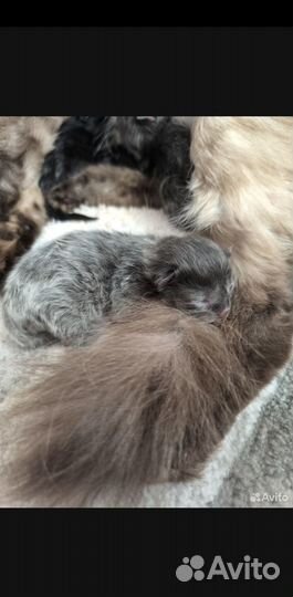 Котёнок мейн-кун помесь