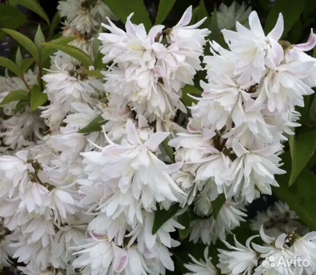 Туя брабант