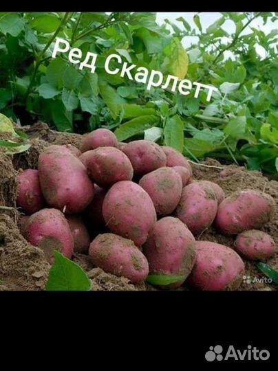 Картофель семенной