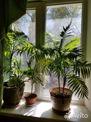 Комнатные цветы пальма Хамедорея