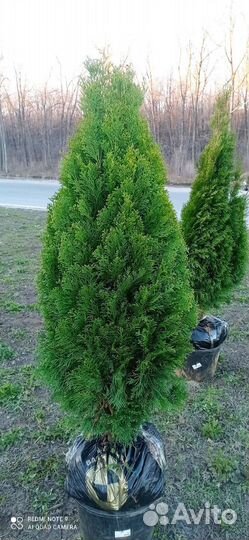 Туя сорта Смарагд Элитные