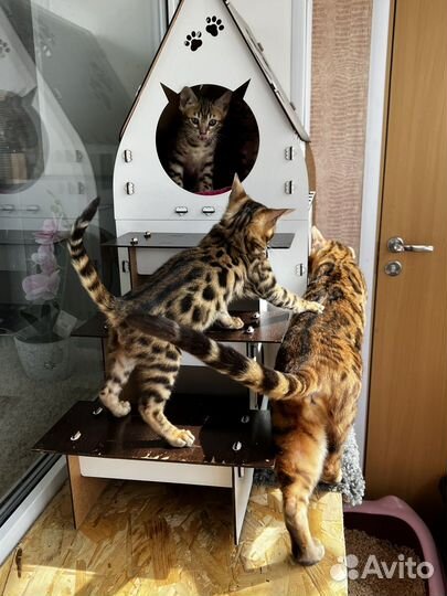 Бенгальская