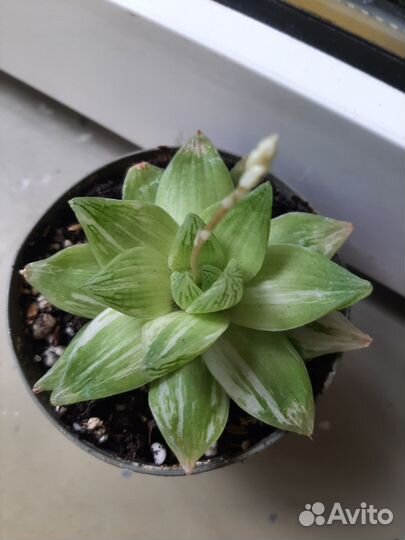 Хавортия cymbiformis forma 'variegata'