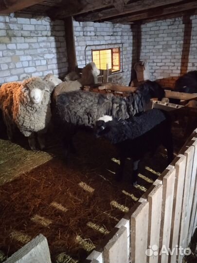 Овцы бараны