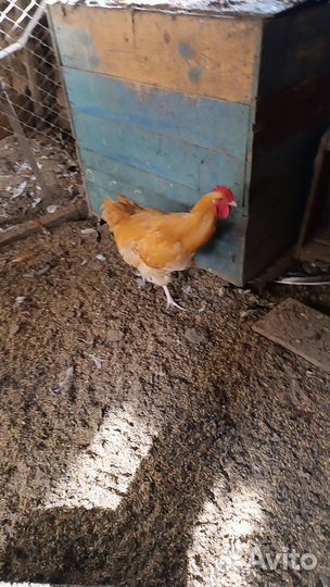 Фазаны,голуби