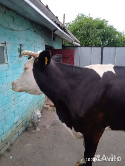 Корова дойная