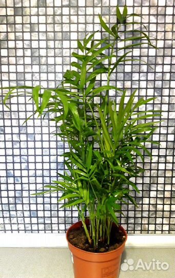 Пальма хамедорея элеганс