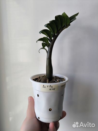 Замиокулькас зензи