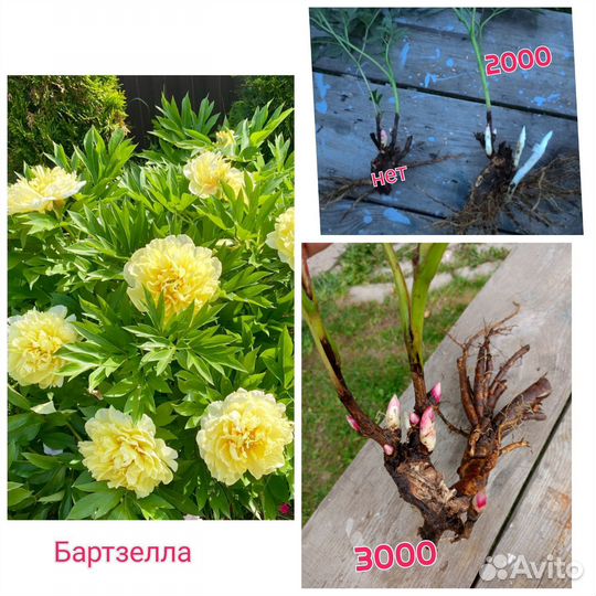 Пион желтый Бартзелла
