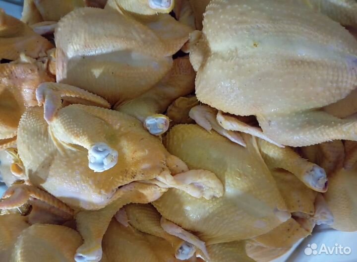 Домашние куры