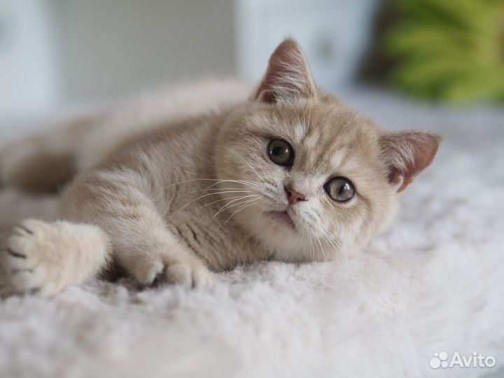 Британский Котёнок. Девочка драгоценного окраса