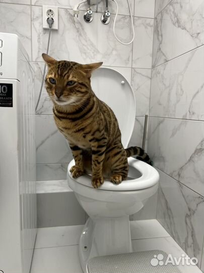 Бенгальский кот вязка