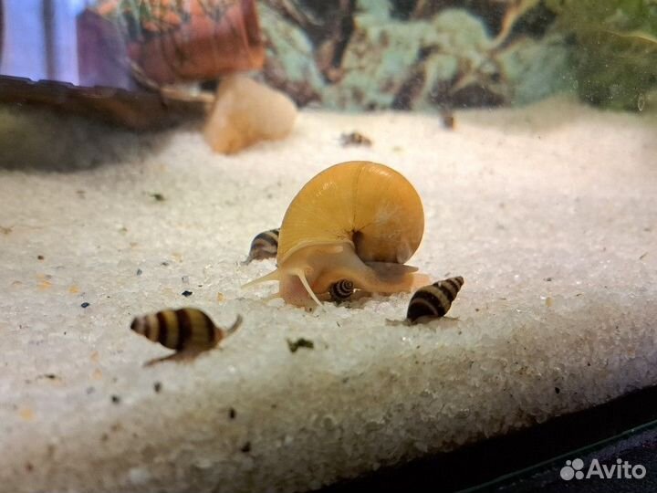 Улитки Хелена