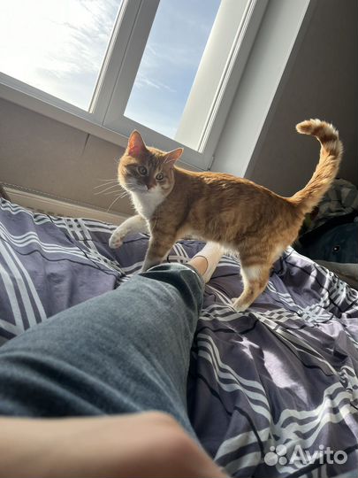 Сибирский кот вязка