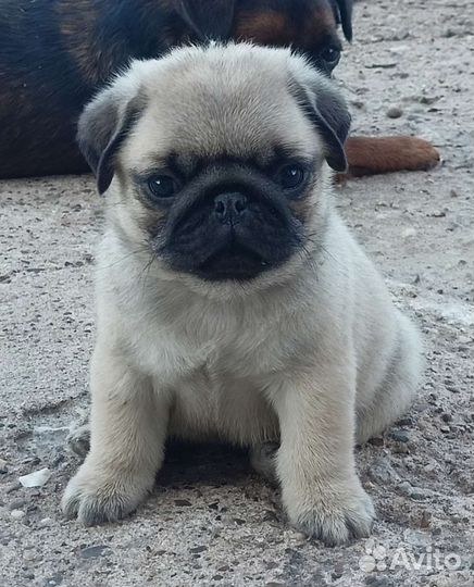 Щенки мопса