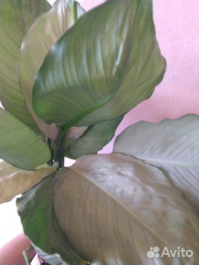 Спатифиллум спил Милк