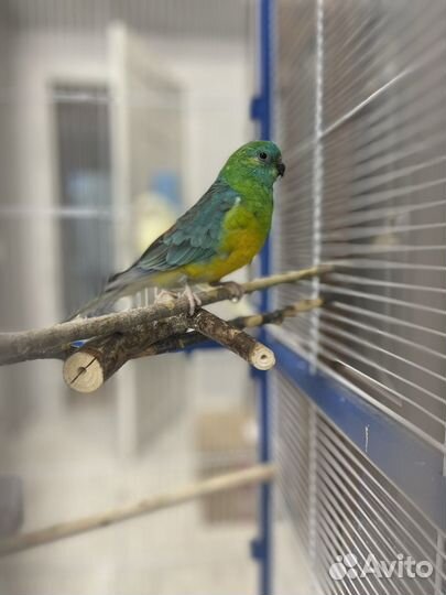 Певчие попугаи (пара)