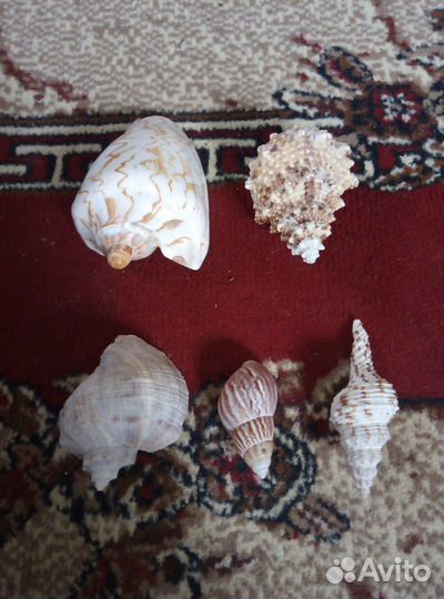 Набор Ракушек