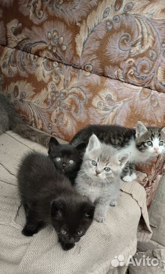 Котята в добрые руки