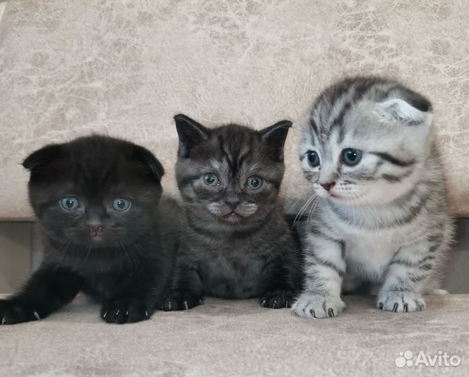 Шотландские вислоухие котята