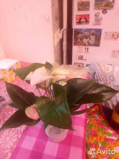 Комнатные цветы антуриум