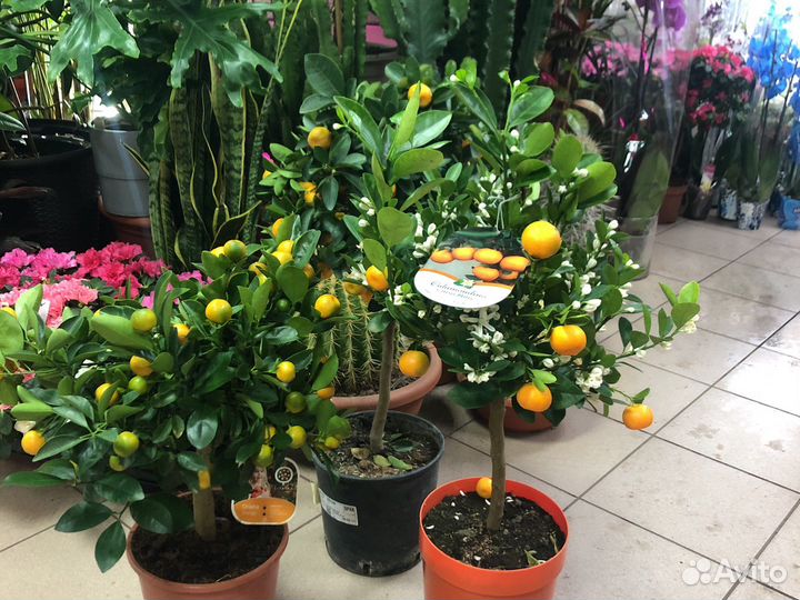 Цитрусовое дерево