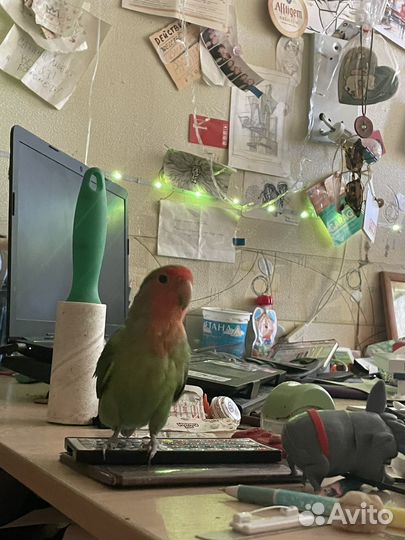 Попугай неразлучники с клеткой