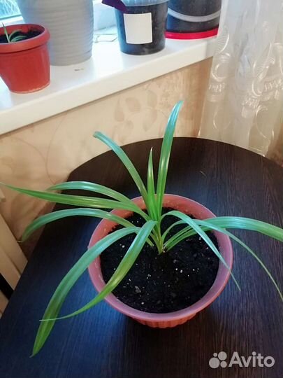 Панданус (отростки)